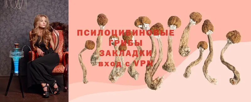 Галлюциногенные грибы Cubensis  Лесосибирск 